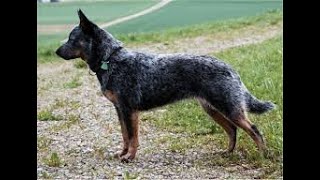 Australian Cattle Dog History And Information by Elite Dog Nation 161 views 3 years ago 2 minutes, 38 seconds