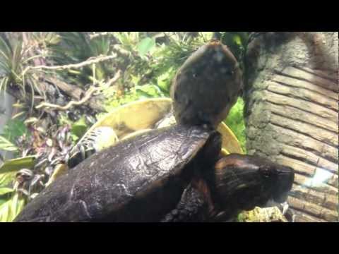 shedd-aquarium-chicago,-illinois.-turtles