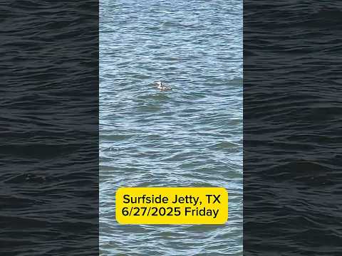 Immature Common Loon At Surfside Jetty 6 27 2025