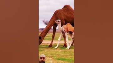 {الَّذِينَ يَنقُضُونَ عَهْدَ اللَّهِ }تلاوة خاشعة للشيخ د.سعود الشريم |سورة البقرة