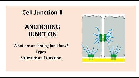 What is Anchoring Junction? Types, Structure, and Function | Cell Junction II | Science Jagat