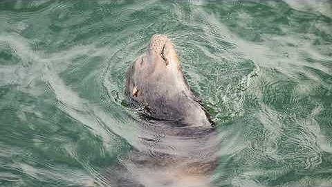 How Sound Waves Travel Through Air, Water, and Solids | The Science of Sound Explained