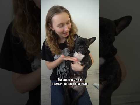 Video: Najbolji mali pas za djecu