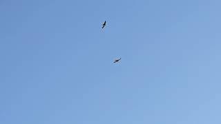 Purple Martin Season 2025 - Missouri @nikkismom857