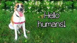 Brad the dog s very special adoption