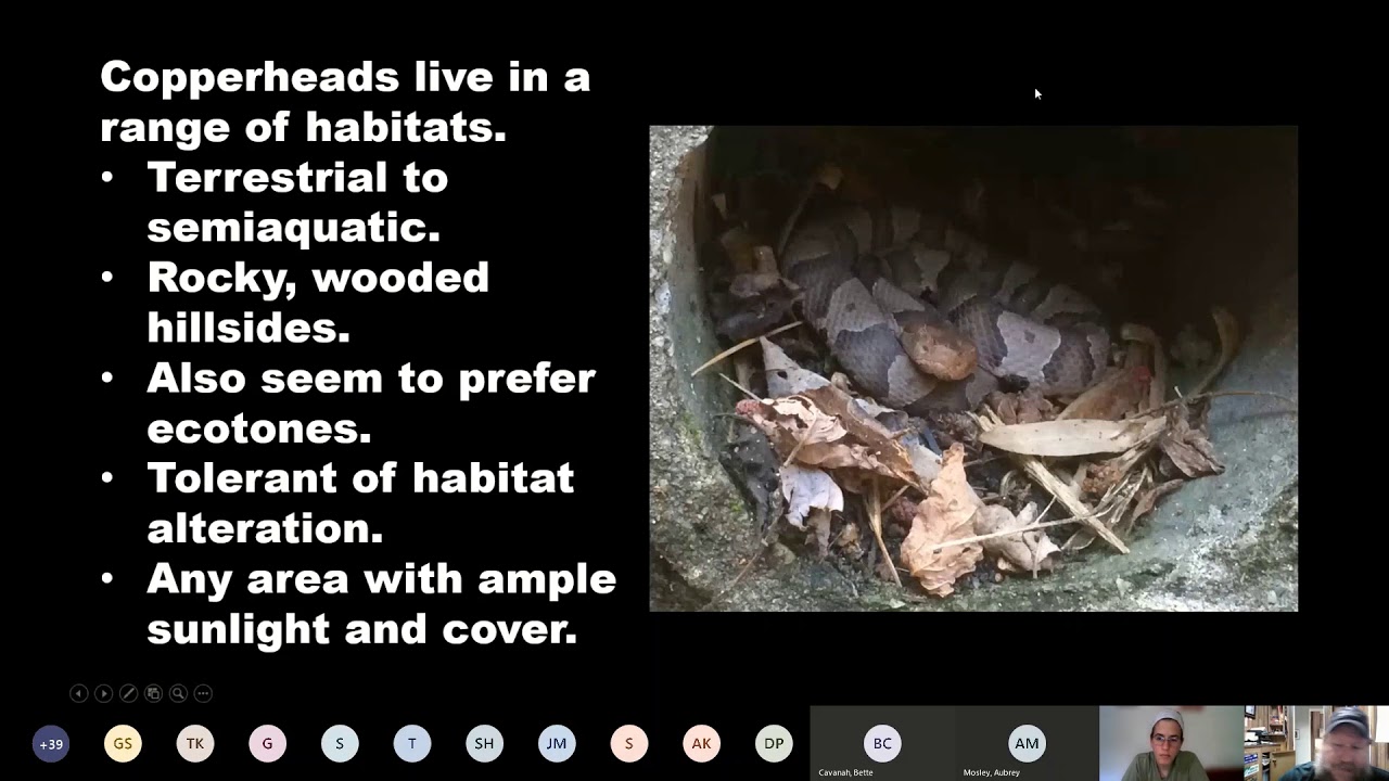 Deep Dive Copperheads YouTube