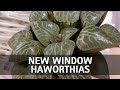 New window haworthias and succulent building blocks