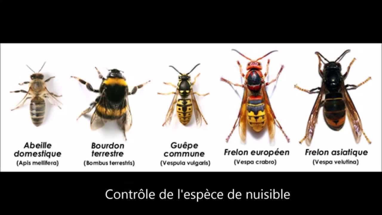 Frelon vs guepe