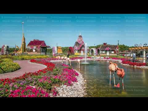 Dubai miracle garden timelapse with over 45 million flowers in a sunny day, United Arab Emirates