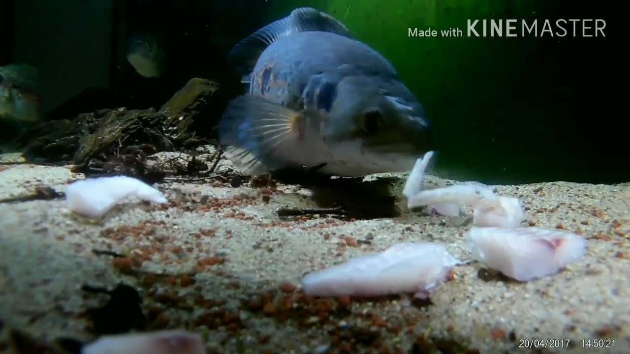 Channa pleurophthalma feeding. - YouTube
