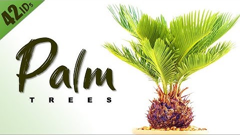 42 PALM VARIETIES | HERB STORIES