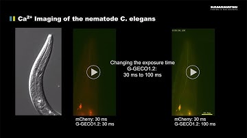 Ca2+ Imaging of the nematode C. elegans