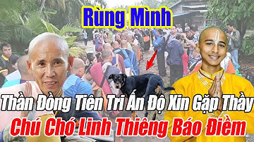 Chấn Động: Thần Đồng Tiên Tri Ấn Độ Xin Gặp Thầy Minh Tuệ – Chú Chó Linh Thiêng Báo Điềm Lạ!