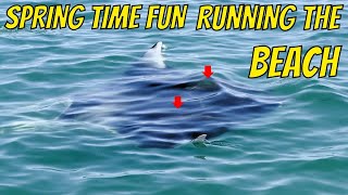 **Spring Time FUN ** Running The Beach Looking for Cobia by Jacked Up Fishing 1,943 views 3 weeks ago 14 minutes, 54 seconds