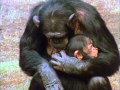 CHIMPS FAMILY 1