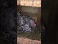 Курочка наседка согревает собой (высиживает) котят 😺🐔😻 Hen hen hen warms up (incubates) kittens