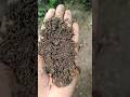 Leaf compost/Leaf mould compost #leafcompost #leafmouldcompost #compost