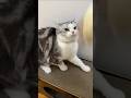 Catty is angry with me #cat #catvideos #animalvideos #animals #Catty