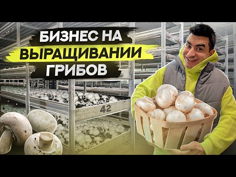 Выращивание шампиньонов. Бизнес в Челябинске на выращивании грибов