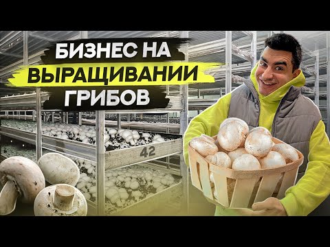 Видео: Выращивание шампиньонов. Бизнес в Челябинске на выращивании грибов