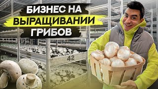 Выращивание шампиньонов. Бизнес в Челябинске на выращивании грибов