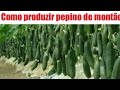 3 DICAS INFALÍVEIS ☆PARA  PEPINO PRODUZIR SEM PARAR (mesmo em vaso )