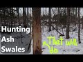 Hunting ash swales