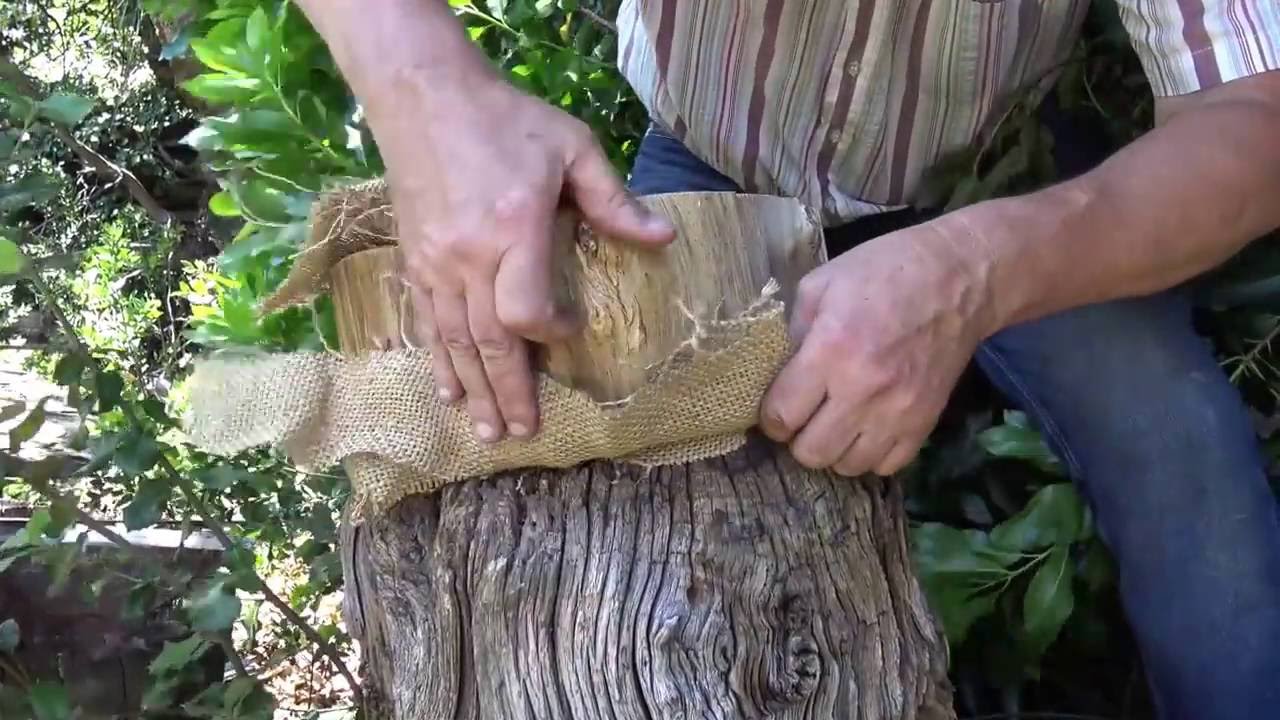Visite d'un rucher-tronc en Cévennes au mois de Juin.