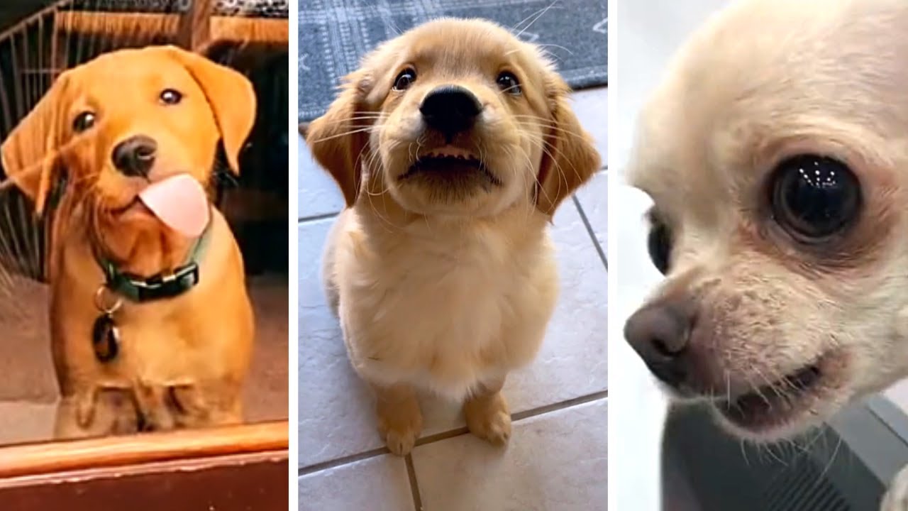 The Best Dog Videos! 🐶 Funniest & Cutest PUPPY Videos 2022 😂 - YouTube