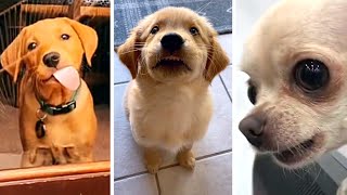 The Best Dog Videos! 🐶 Funniest & Cutest PUPPY Videos 2022 😂 by Fluppy 142,173 views 1 year ago 11 minutes, 49 seconds