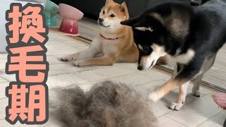 【柴犬姉妹】毎日のブラッシングで出る黒柴子犬の抜け毛がハンパない！【換毛期】【Shibainu】