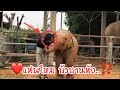 ❤️แฟนใหม่บัวบาน....พัง..⁉️🐘