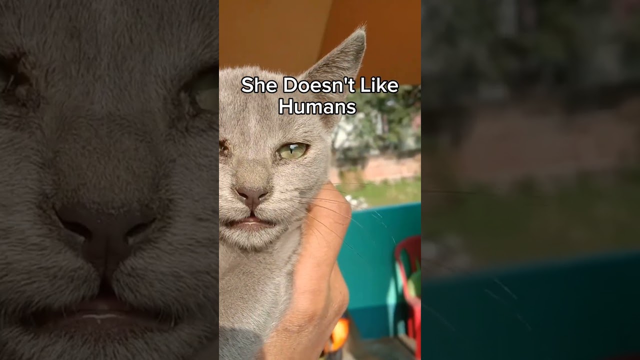 Why Is My Kitten Avoiding Humans?