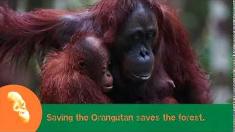 The Orangutan Project    Help Endangered Orangutans Music by Lisa Aston   DASH