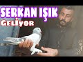 Serkan Işık Geliyor. Safkan Mardin Taklacı Güvercinleri. Darıca, Göldere Oyun Kuşu Kümesleri