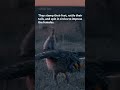 THE KING OF THE RING: Man vs. Nature (Zaouli Dance Battle)