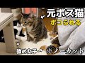 ストーブで温まりたくて真ん中に割り込んだ結果大ピンチな元ボス猫