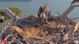 📢 Welcome to the World, CO8!  - Captiva Osprey Cam - Jack \& Edie  (4\/25)