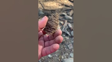 Ohio fossil hunting (horn coral)