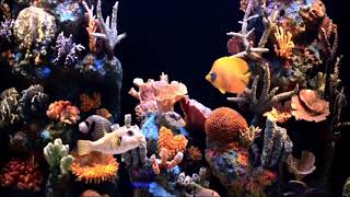 Şenay Şenses Bi̇razda Bana Gül Kader