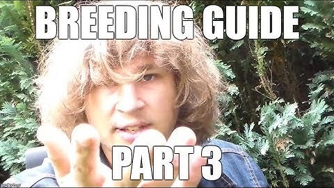 HOW TO BREED: Butterflies & Moths PART 3: WHERE DO I BUY LIVESTOCK?