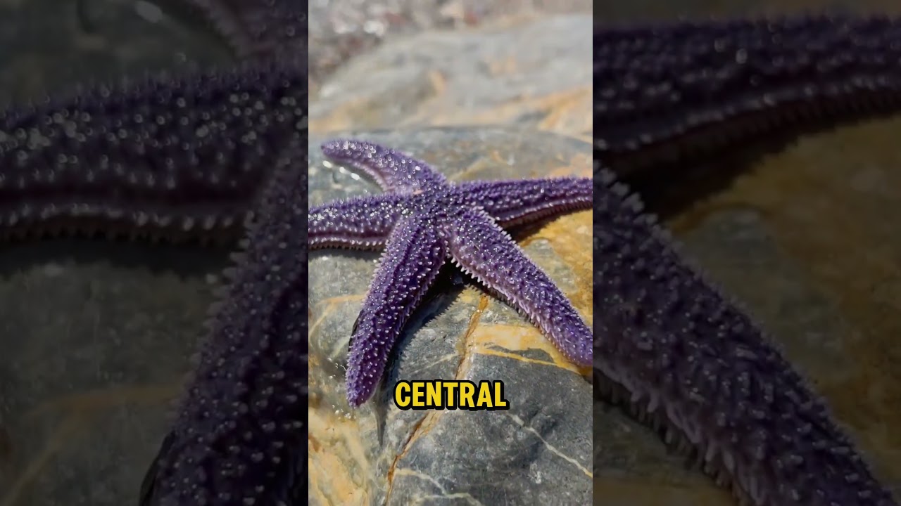 Starfish Biology: Simple Yet Remarkable