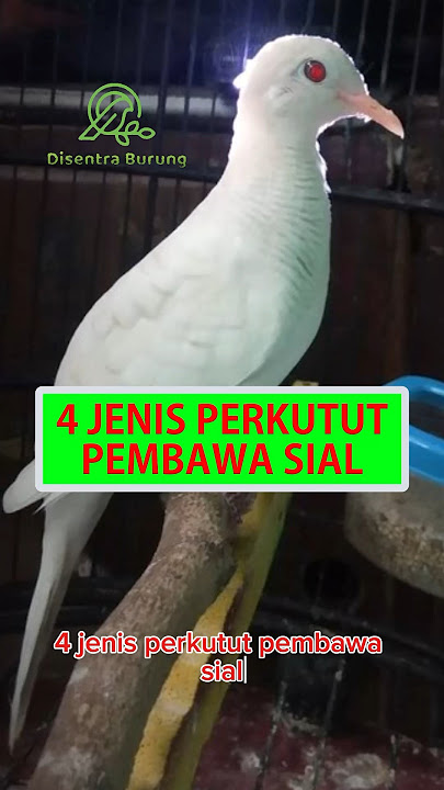4 Jenis Perkutut Pembawa Sial #shorts #perkutut #katuranggan #burungperkutut #perkututlokal #burung