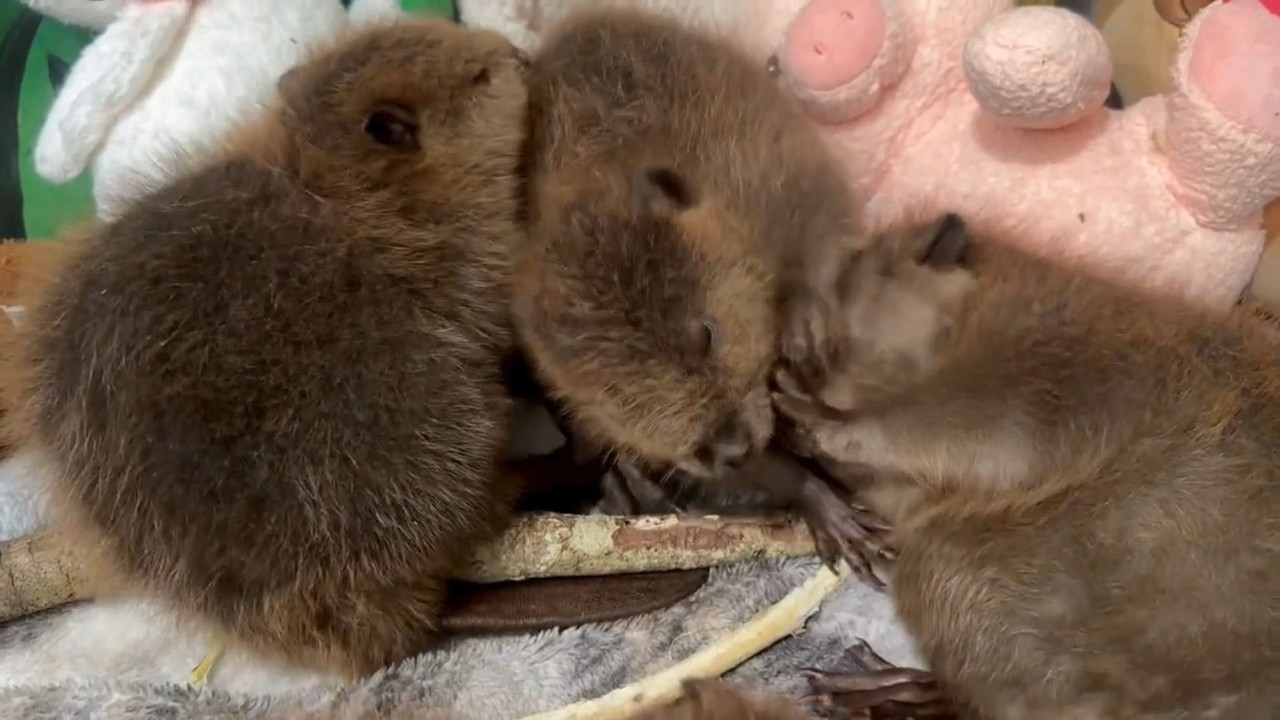 All beavers love bath time - YouTube