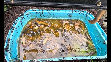 Slug Beer Trap - 12 Hours in 9 Minutes - 4K Time-lapse - Lots of Slugs!