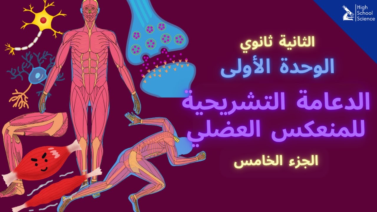 الثانية ثانوي علمي | الدعامة التشريحية للمنعكس العضلي | شرح رهيب 💯👍🏻 (الجزء الخامس)