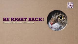Inside The Hermitage: 24/7 Live Kitten Transition Room
