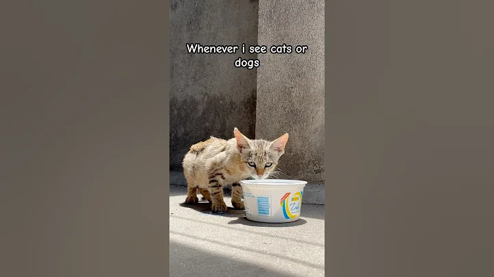 Watch the video about How do you do #cat #cute #funny #funnycats #dog