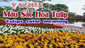 Ý Nghĩa MÀU SẮC HOA TULIP, Tulips color meaning