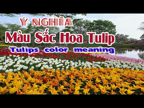 Video: Màu Tulip. Ý nghĩa màu hoa tulip